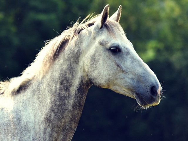 Уход за лошадьми в Долгопрудном | ЗооТом портал о животных