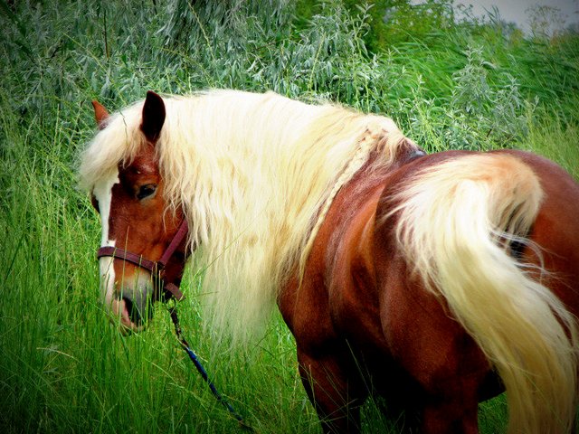 Породы лошадей в Долгопрудном | ЗооТом портал о животных