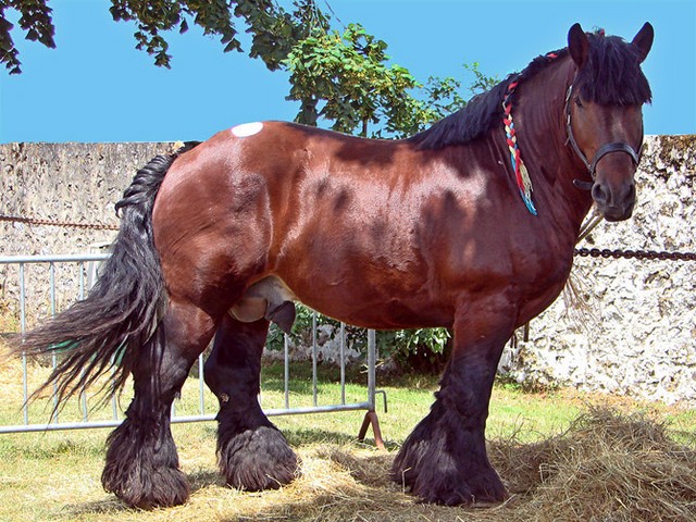 Породы лошадей в Долгопрудном | ЗооТом портал о животных