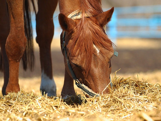 Содержание лошадей в Долгопрудном | ЗооТом портал о животных