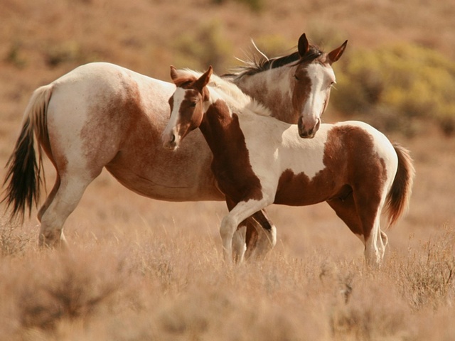 Интересные факты лошадях в Долгопрудном | ЗооТом портал о животных