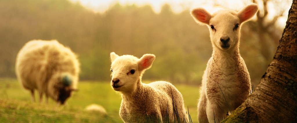 Объявления о сельскохозяйственных животных | ЗооТом - продажа, вязка и услуги для животных в Долгопрудном