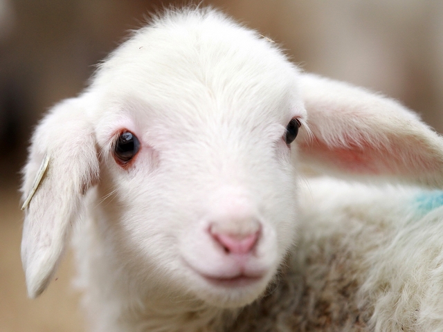 Овцы и бараны в Долгопрудном | ЗооТом портал о животных