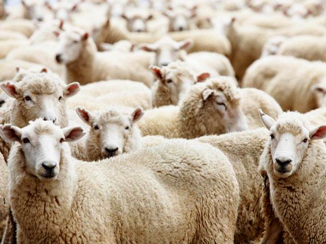 Породы овец в Долгопрудном | ЗооТом портал о животных
