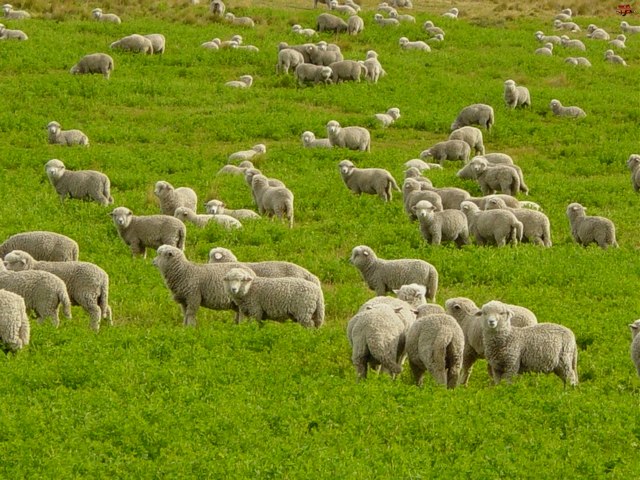 Содержание овец и уход за ними в Долгопрудном | ЗооТом портал о животных