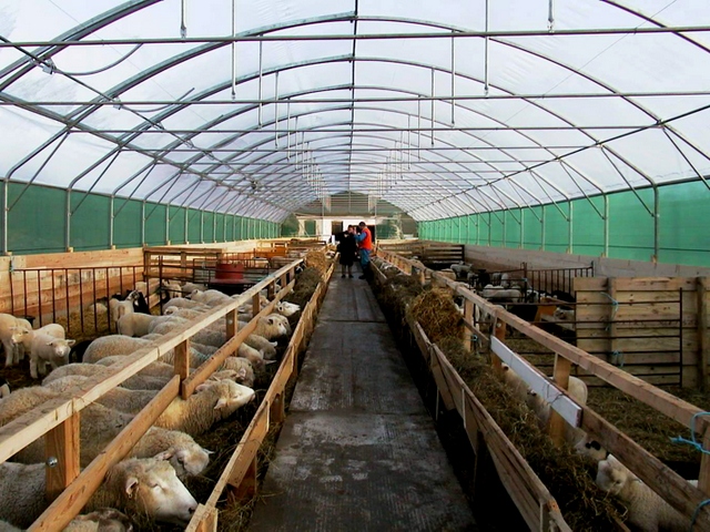 Содержание овец и уход за ними в Долгопрудном | ЗооТом портал о животных
