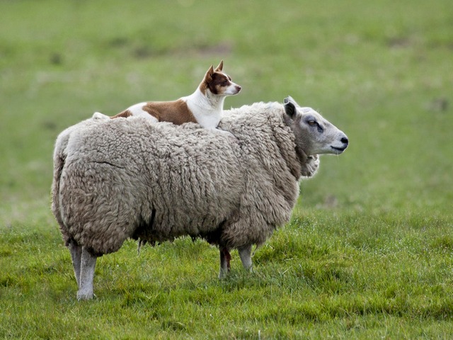 Все об овцах в Долгопрудном | ЗооТом портал о животных