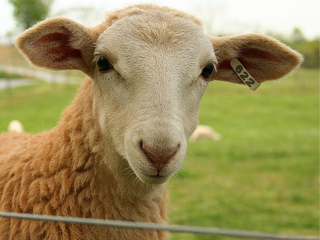 Статьи об овцах в Долгопрудном | ЗооТом портал о животных