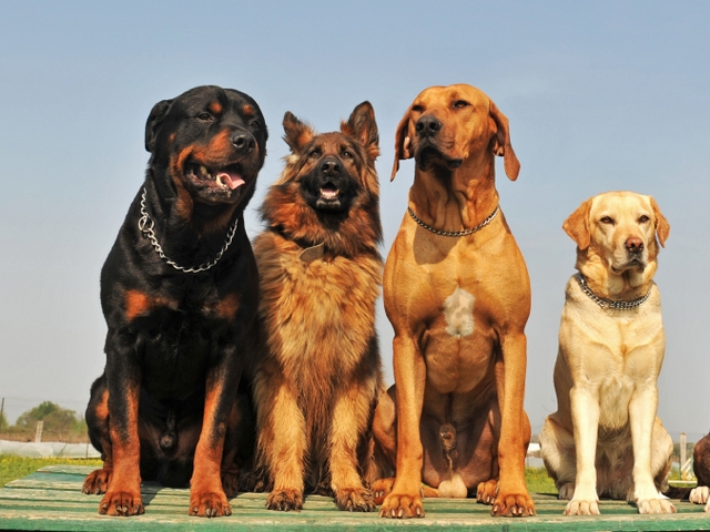Крупные породы собак в Долгопрудном | ЗооТом портал о животных