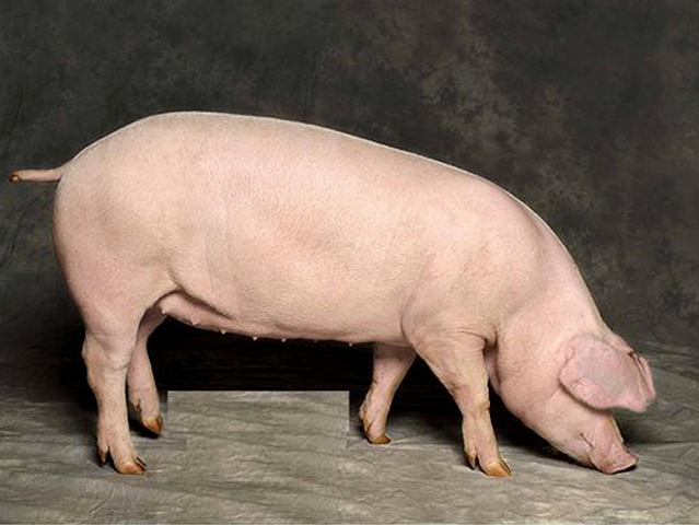 Породы свиней в Долгопрудном | ЗооТом портал о животных
