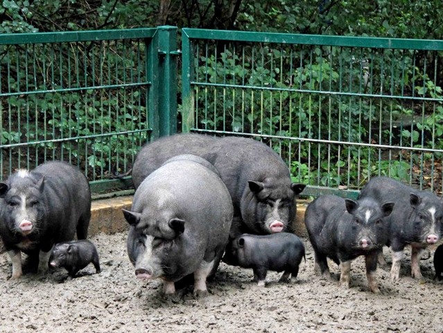 Содержание свиней и уход за ними в Долгопрудном | ЗооТом портал о животных