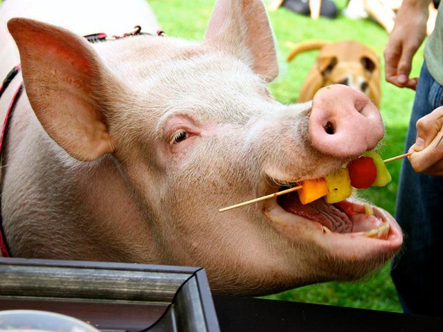 Статьи о свиньях в Долгопрудном | ЗооТом портал о животных