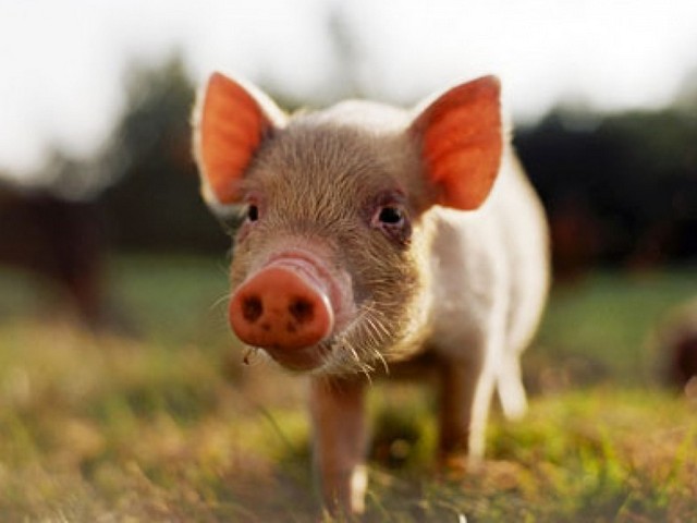 Все о свиньях в Долгопрудном | ЗооТом портал о животных
