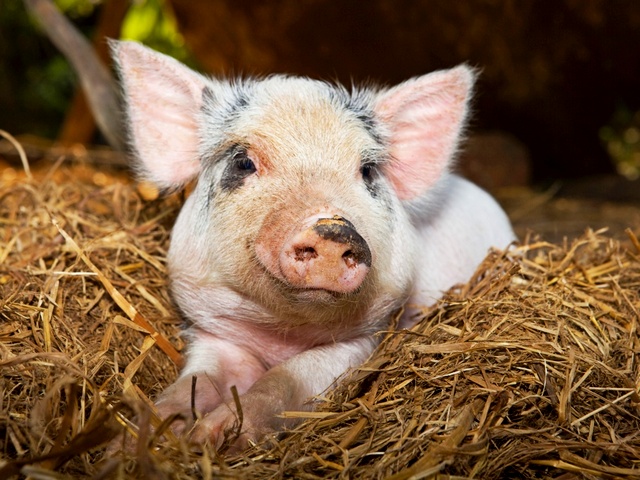 Все о свиньях в Долгопрудном | ЗооТом портал о животных