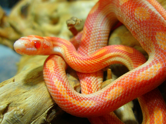 Содержание змей и уход за ними в Долгопрудном | ЗооТом портал о животных