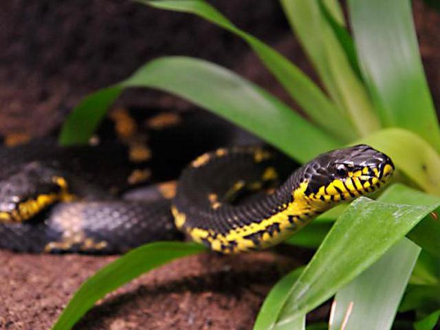 Содержание змей и уход за ними в Долгопрудном | ЗооТом портал о животных