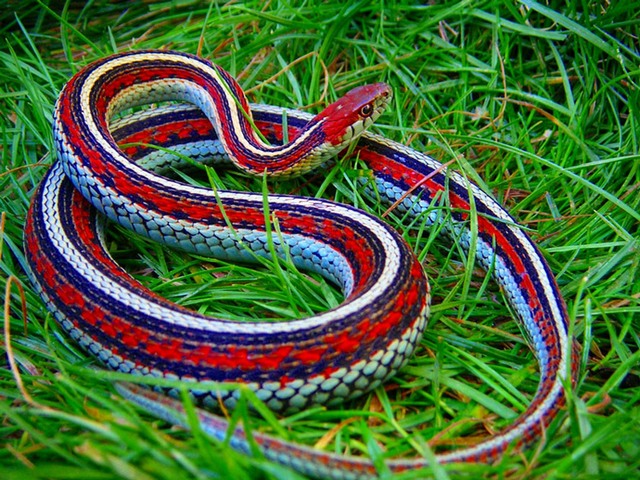 Все о змеях в Долгопрудном | ЗооТом портал о животных