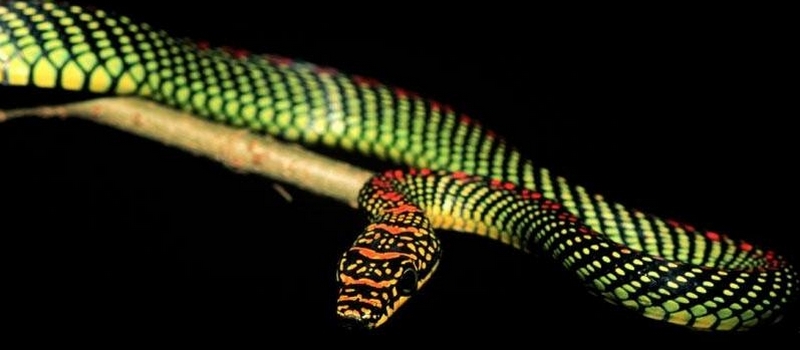 Все о змеях в Долгопрудном | ЗооТом портал о животных